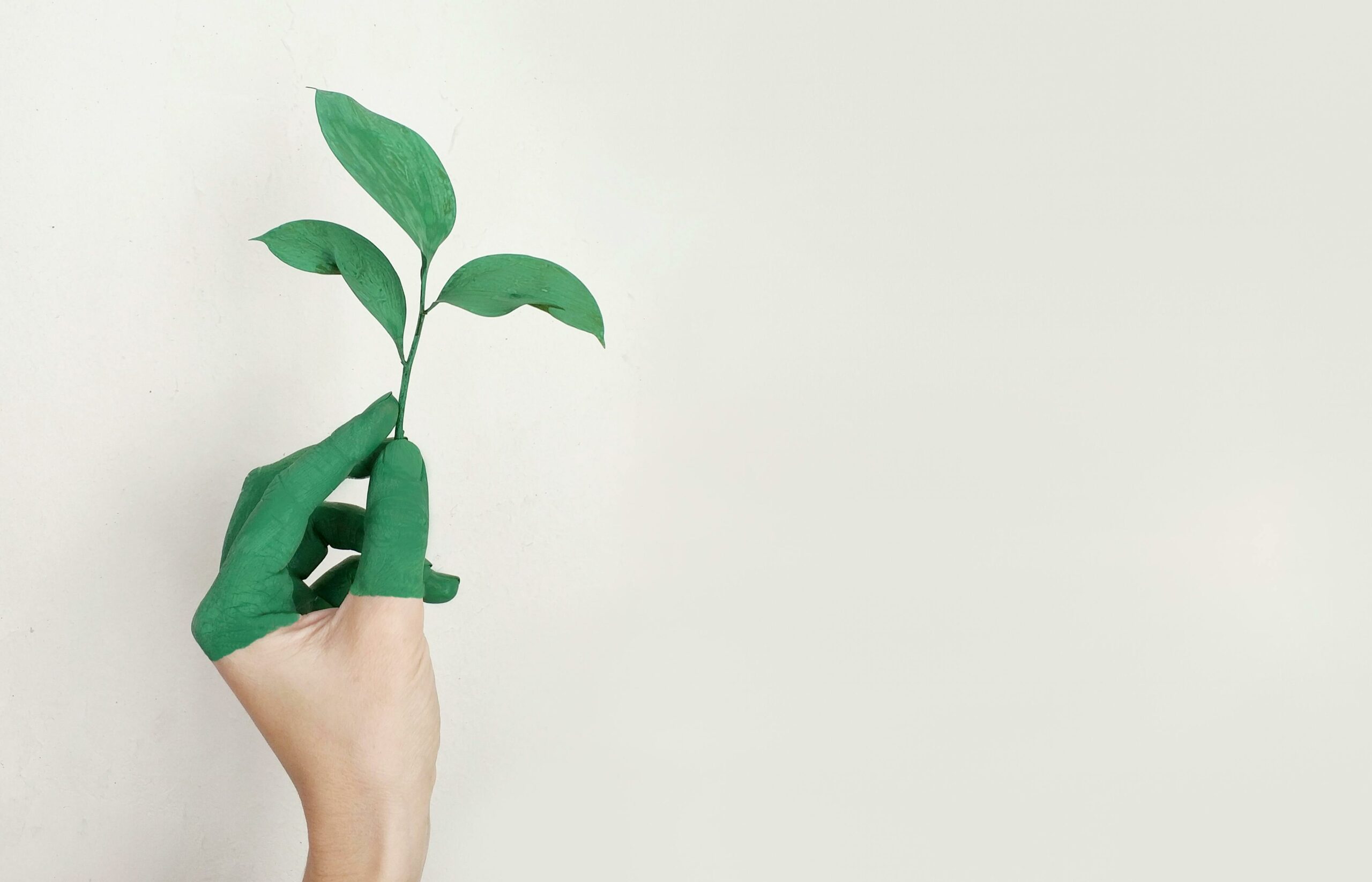 Une main peinturée de vert tenant une pousse végétale sur un fond blanc de studio photographique.
